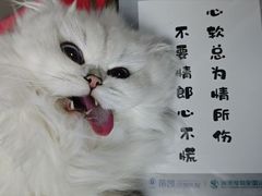 -瑞派蒂凯宠物医院·心脏科·口腔科·皮肤科