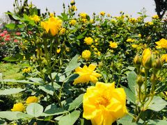 -武汉紫薇都市田园