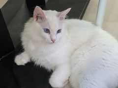 -平行世界·猫咖(首经贸店)