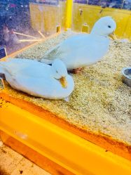 点击看大图 -神奇动物撸宠馆·羊驼·小浣熊·异宠(豫园店)