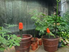 -北京植物园-展览温室