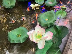 -火福·天湖阁大闸蟹博物馆主题餐厅(浅水湾店)