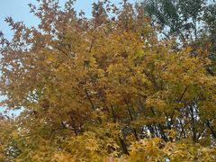 -北京西山国家森林公园