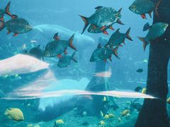-珠海长隆海洋王国