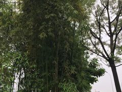 -大渡口区义渡公园