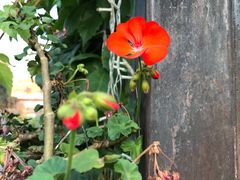 -Sirena海妖日咖夜酒