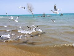 -青海湖国家重点风景名胜区