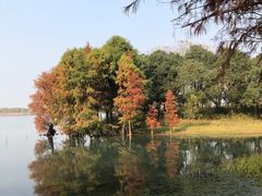 -贡湖湾湿地公园