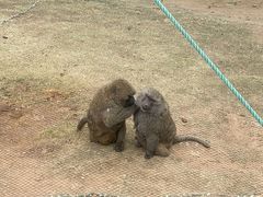 -西霞口神雕山野生动物世界