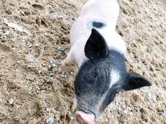 -前小桔亲子创意农场·草莓采摘·露营烧烤