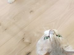 -Bastet sally猫舍购宠(静安店)