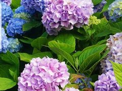 竹荪煲双笋煲-海富门·带鱼·淮扬菜·粤菜(甘家口店)