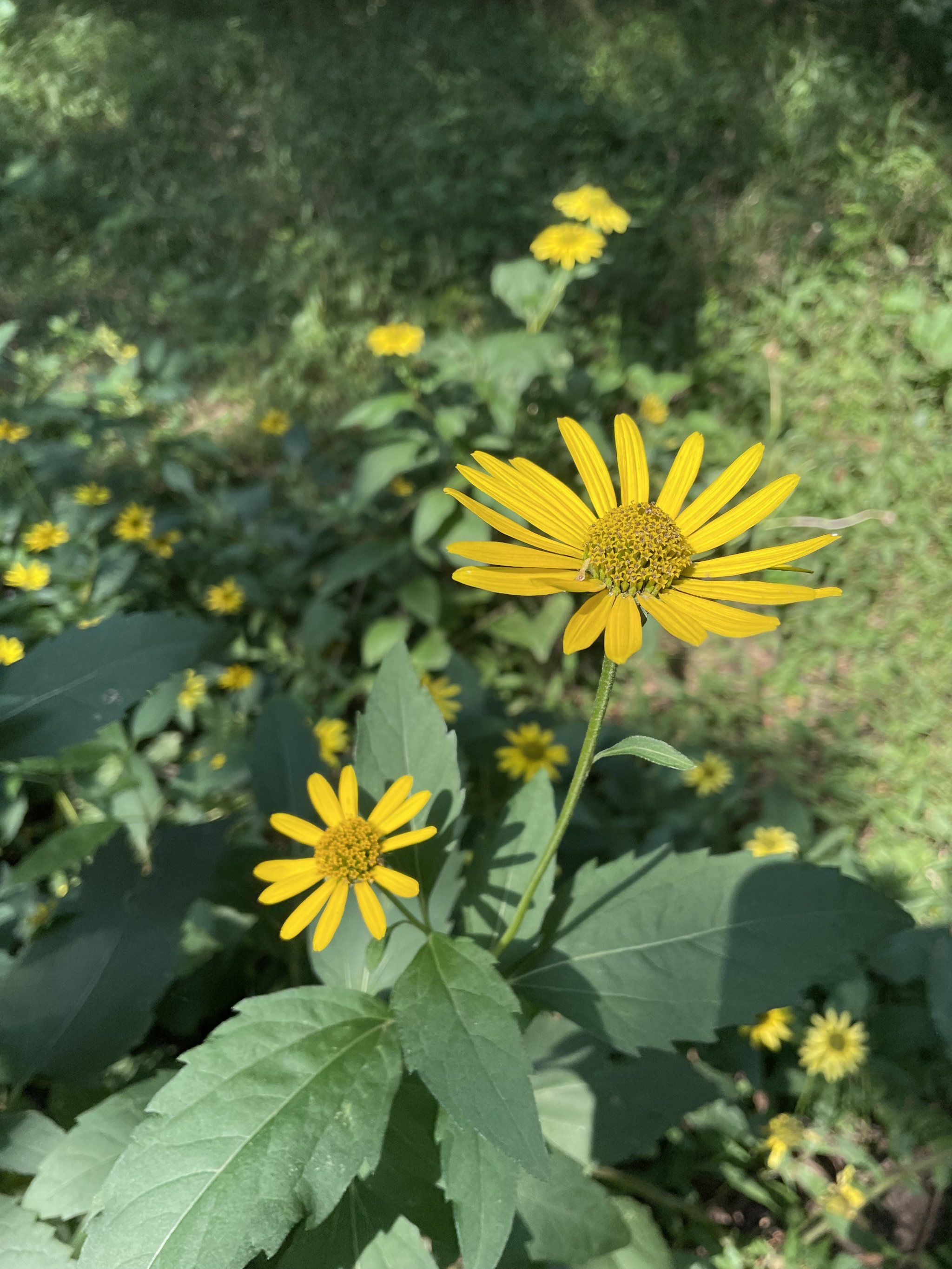 百望山公园的小黄花开得正盛 秋意渐浓
