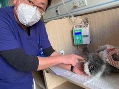 -北京观赏动物医院·24小时大型综合·猫专科·异宠专科