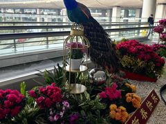 -重庆江北国际机场-T2航站楼