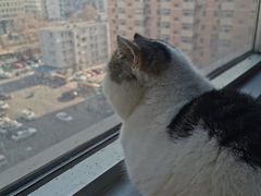 -Cappucimeow猫咪咖啡馆(韦伯时代店)