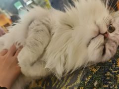 -平行世界·猫咖(首经贸店)