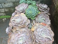-寂照庵