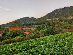 -雁南飞茶田景区