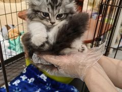 -1013 PET SHOP精品宠物商店(丁香店)