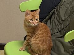 -格蕾宠物医院24H·猫科·肿瘤科·骨科中心(福州总院)