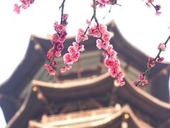 -洋湖国家湿地公园