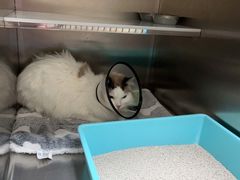 -创凡宠物医院·骨专科  猫科中心(西乡分院)