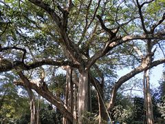 -瑞丽独树成林风景区