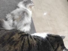 -派特宠物医院(圆融广场店)