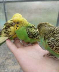 -萌宠亲子动物乐园(槐房万达店)