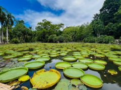 -中国科学院西双版纳热带植物园