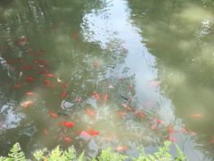 -合肥滨湖国家森林公园