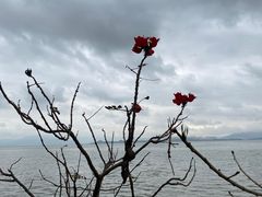-深圳湾公园(南山区)