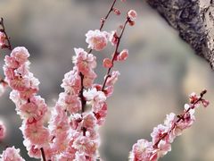 -国家植物园