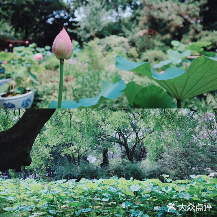 苏州旅游/园林经典拙政园🍃应该这样游～