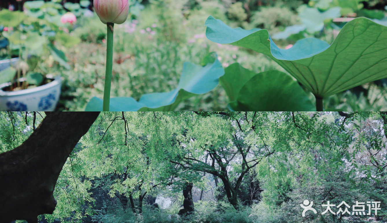 苏州旅游/园林经典拙政园🍃应该这样游～