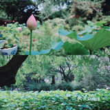 苏州旅游/园林经典拙政园🍃应该这样游～