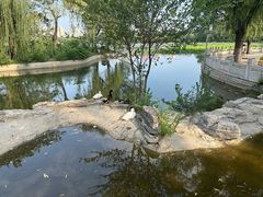 -莲花池公园