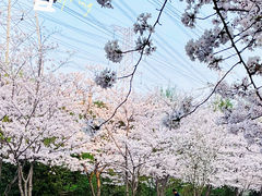 -高东镇樱花园