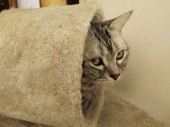 -纳吉亚猫专科动物医院·北北分院