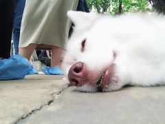 -TrueLove @ Neverland (Husky Cafe)