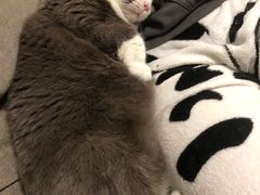 -帕帕拉兹宠物(亚洲旗舰店)