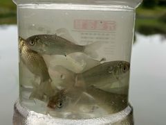 -两河城市森林公园