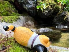 -上海辰山植物园