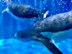 -华夏文旅海洋公园