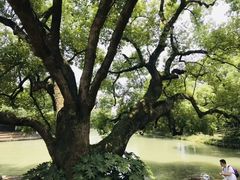 -西溪国家湿地公园