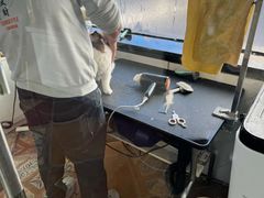 -糯米喵星人总部直营旗舰店·猫舍·幼猫出售