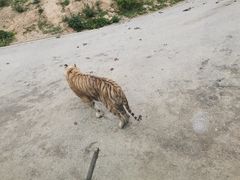 -大连森林动物园