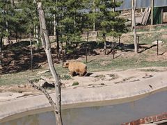 -青藏高原野生动物园