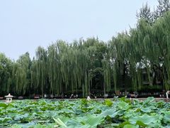 -团结湖公园